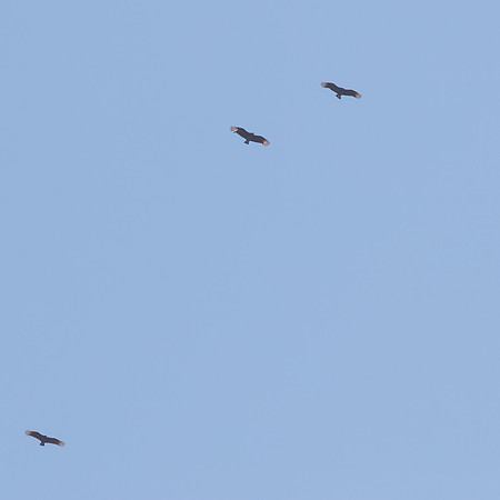 Black Vultures