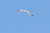 Killdeer
