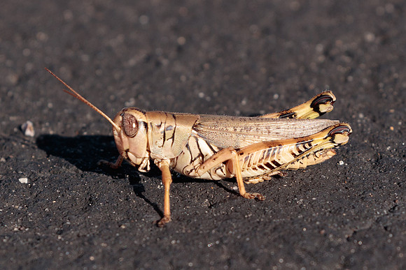Ponderous Spur-throad Grasshopper