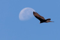 Turkey Vulture