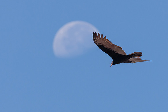 Turkey Vulture