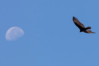 Turkey Vulture