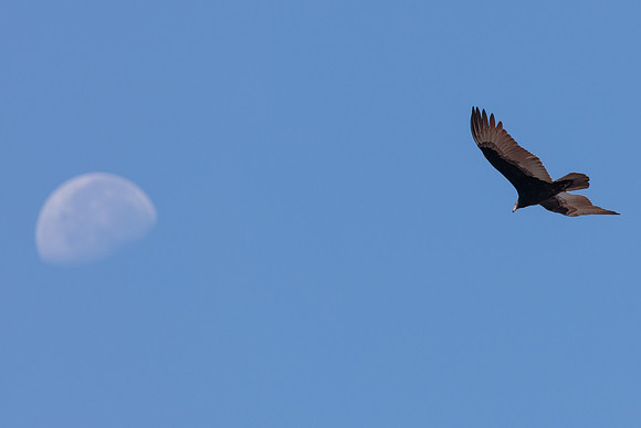 Turkey Vulture