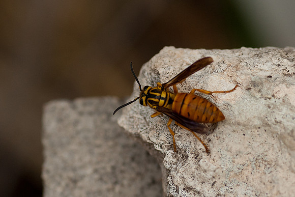 Vespula squamosa