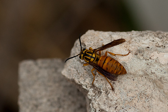 Vespula squamosa