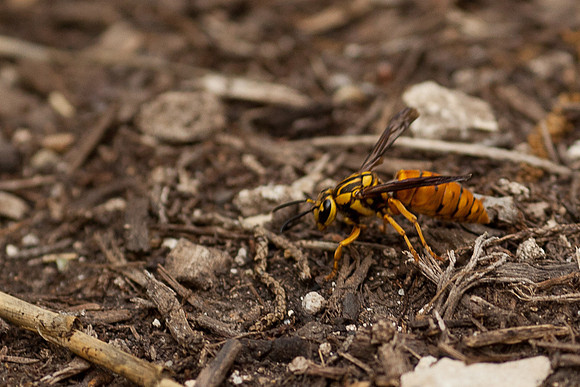 Vespula squamosa