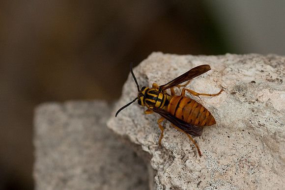 Vespula squamosa