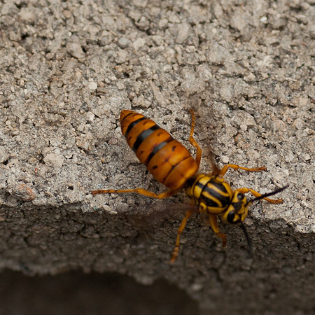 Vespula squamosa queen