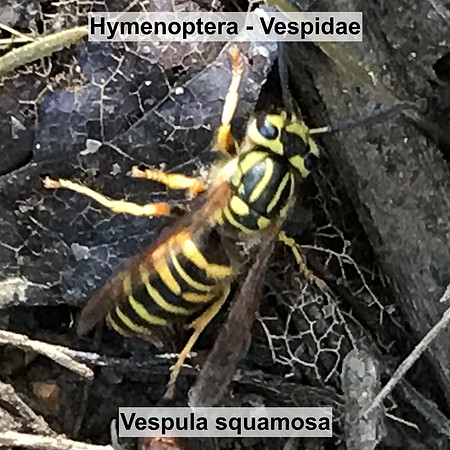 Hymenoptera - Vespidae - Vespula squamosa