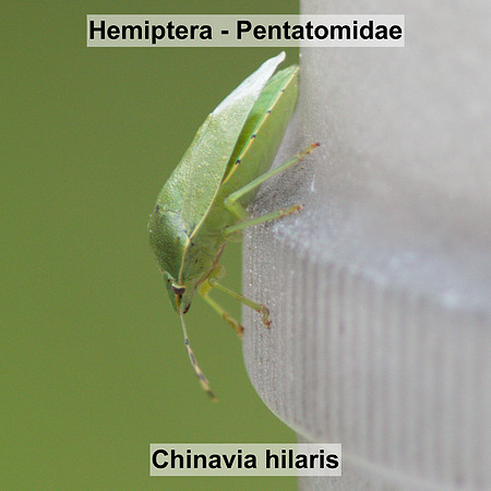 Hemiptera - Pentatomidae - Chinavia hilaris