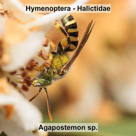 Hymenoptera - Halictidae - Agapostemon sp.