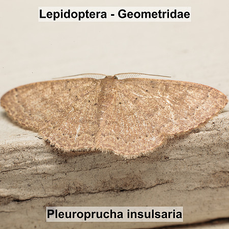 Geometridae - Pleuroprucha insulsaria