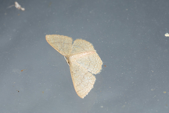 Geometridae - Pleuroprucha insulsaria