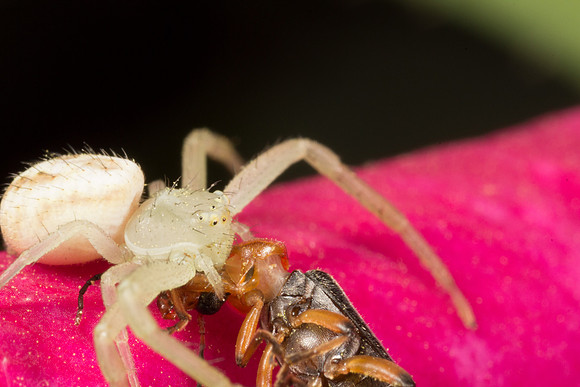Araneae - Thomisidae - unidentified
