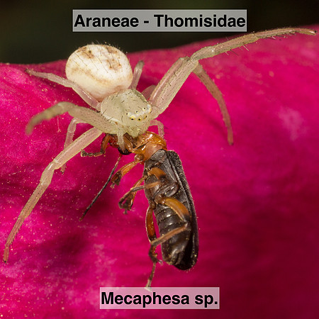 Araneae - Thomisidae - Mecaphesa sp.