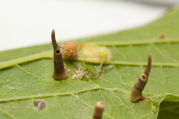 Diptera - Cecidomyiidae - Celticecis subulata