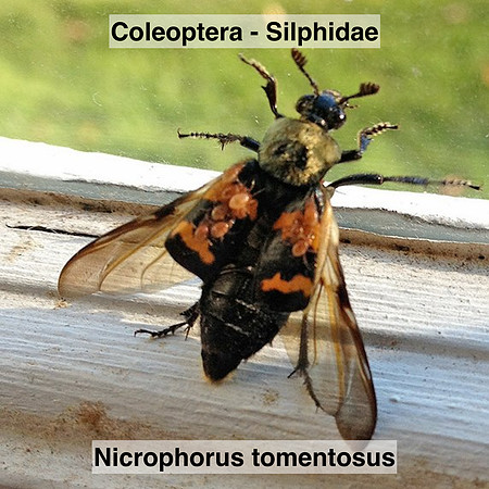 Coleoptera - Silphidae - Nicrophorus tomentosus