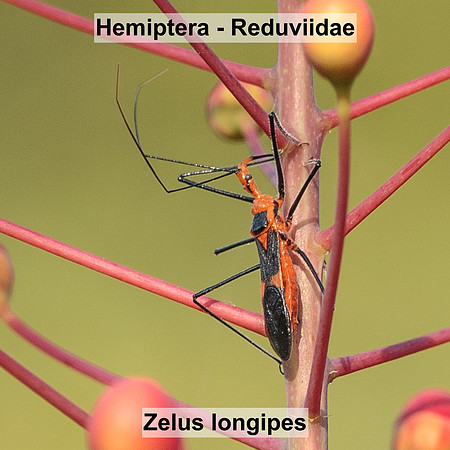 Hemiptera - Reduviidae - Zelus longipes