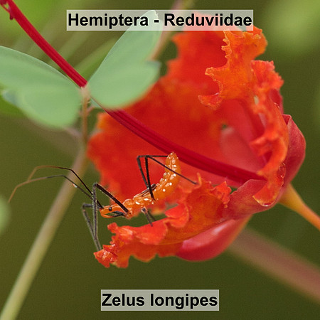 Hemiptera - Reduviidae - Zelus longipes