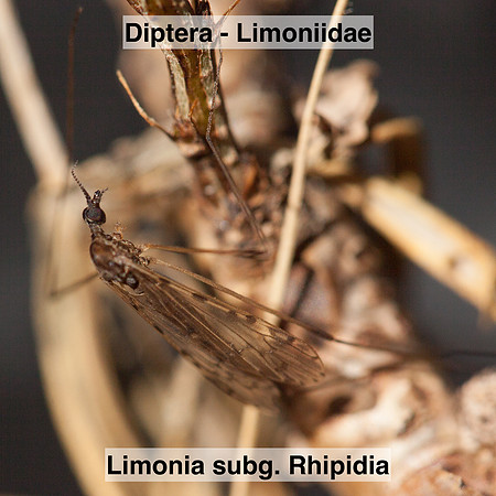 Diptera - Limoniidae - Limonia subg. Rhipidia
