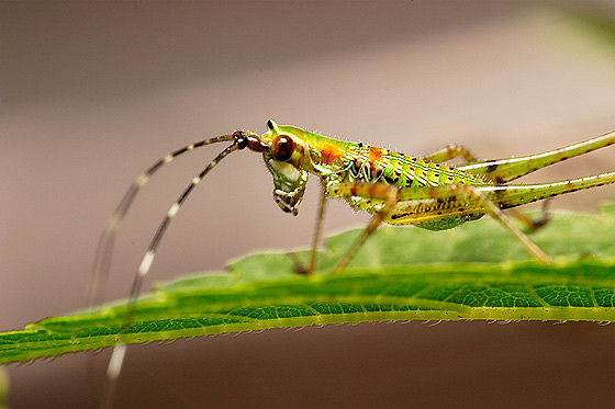 Scudderia