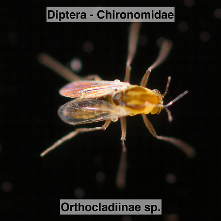Diptera - Chironomidae - Orthocladiinae