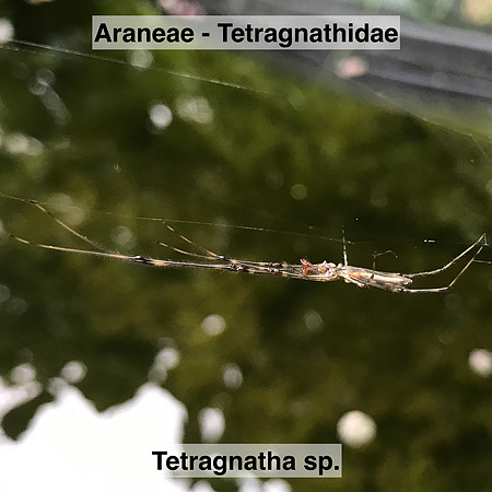 Araneae - Tetragnathidae - Tetragnatha sp2.