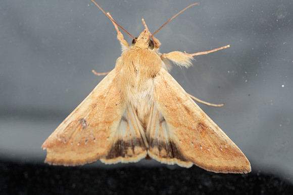Noctuidae - Helicoverpa zea