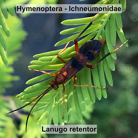 Hymenoptera - Ichneumonidae - Lanugo retentor