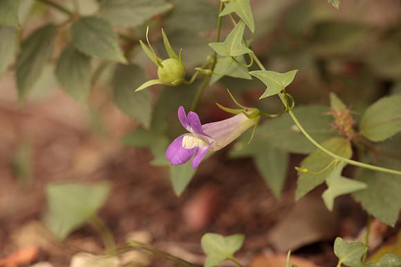 Maurandella antirrhiniflora