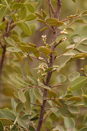 Rhus virens