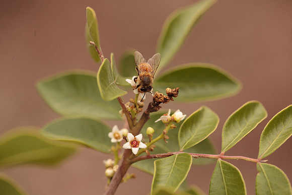 Rhus virens
