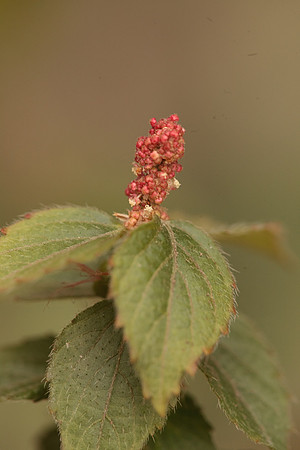 Acalypha, possibly phleoides