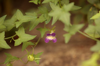 Maurandella antirrhiniflora