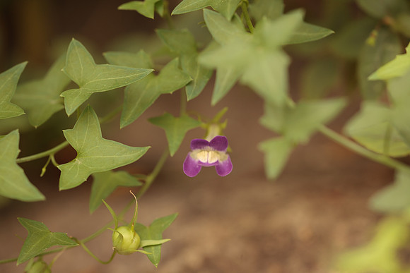 Maurandella antirrhiniflora
