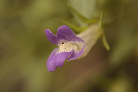 Maurandella antirrhiniflora