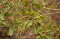 Frangula caroliniana