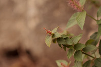 Acalypha, possibly phleoides