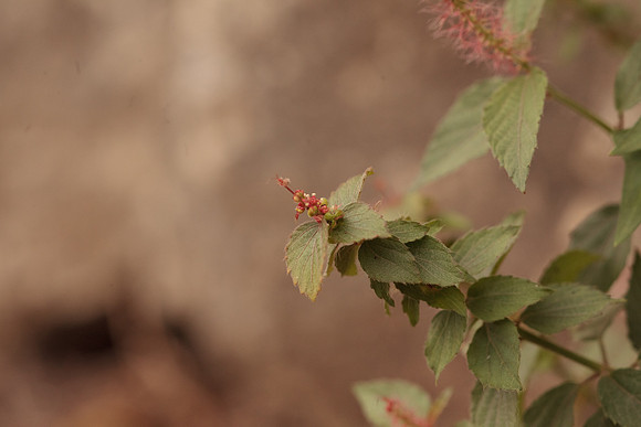 Acalypha, possibly phleoides