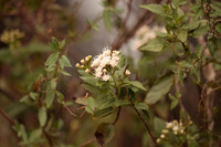 Eupatorium havanense