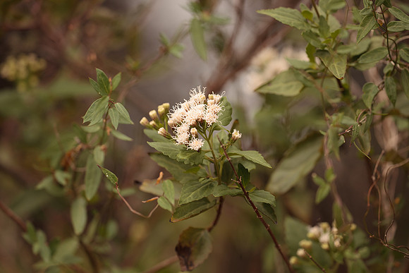 Eupatorium havanense