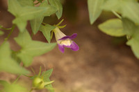 Maurandella antirrhiniflora