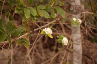 Frangula caroliniana