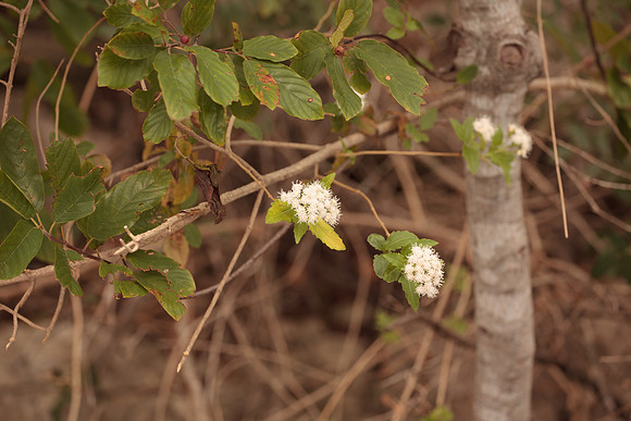 Frangula caroliniana