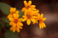 Helianthus maximilliani