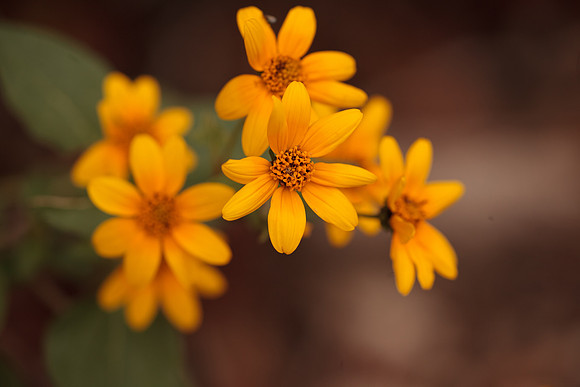 Helianthus maximilliani