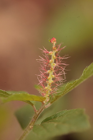 Acalypha, possibly phleoides