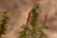 Acalypha, possibly phleoides