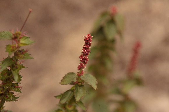 Acalypha, possibly phleoides