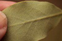 Garrya ovata